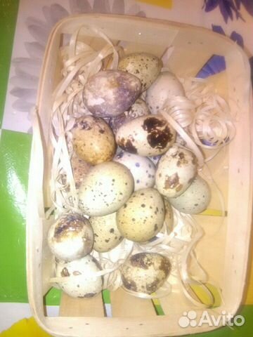 Перепелята и перепелиные яйца купить на Зозу.ру - фотография № 4