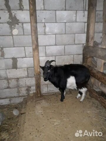 Животные, чёрные русские козы купить на Зозу.ру - фотография № 6