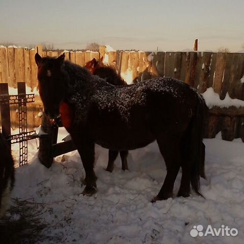 Лошадь и жеребец купить на Зозу.ру - фотография № 3