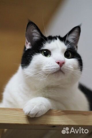 Дима кот 2 года купить на Зозу.ру - фотография № 1