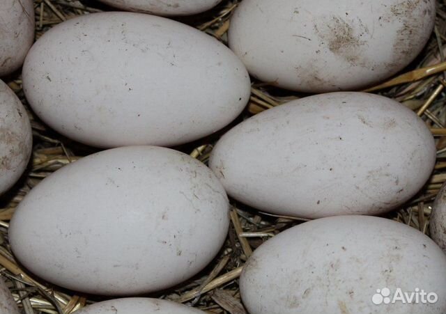 Инкубационное яйцо холмогорских гусей купить на Зозу.ру - фотография № 1