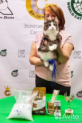 Кот из питомника купить на Зозу.ру - фотография № 2