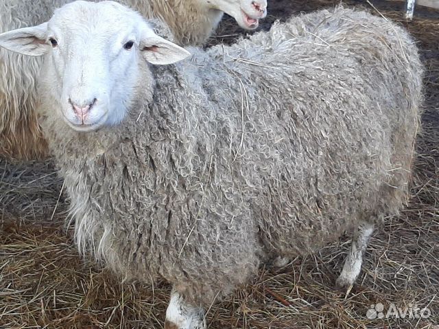 Овцы покрытые с ягнятами купить на Зозу.ру - фотография № 5