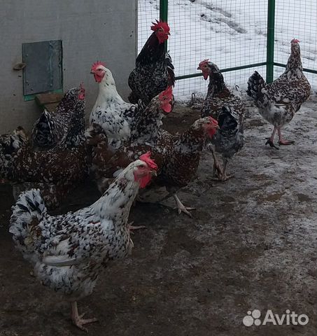 Яйцо инкубационное куриное купить на Зозу.ру - фотография № 2