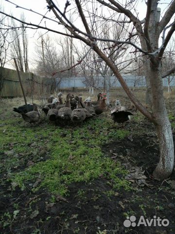 Индо утки коричневые купить на Зозу.ру - фотография № 1