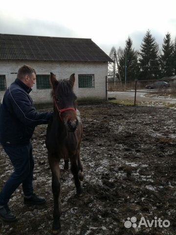 Лошадь 6 месяцев купить на Зозу.ру - фотография № 4