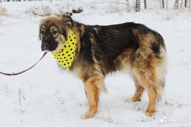 Шикарная собака Шерри в дар купить на Зозу.ру - фотография № 2