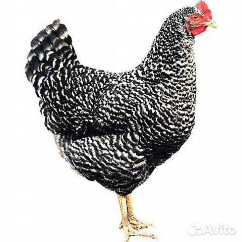 Цыплята несушки доминант (Чехия) Д959, Д149, Д107 купить на Зозу.ру - фотография № 1