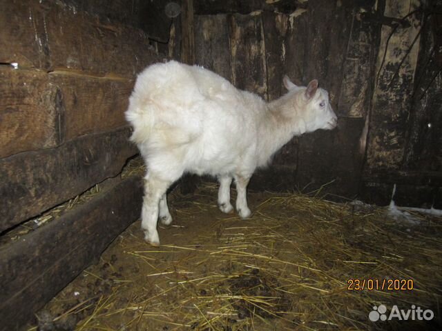 Зааненская коза с козлятами купить на Зозу.ру - фотография № 4