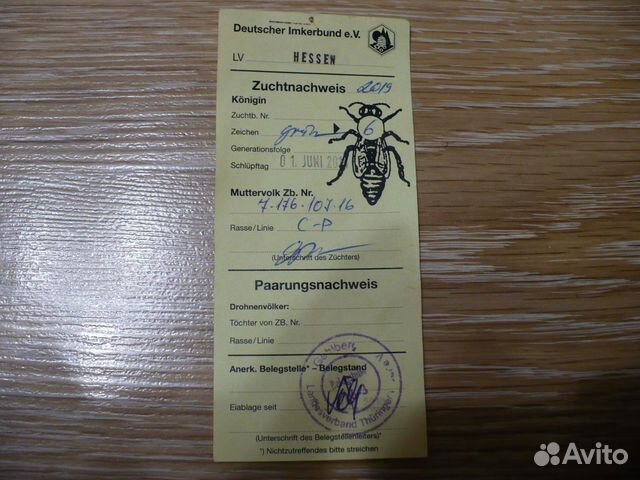 Пчеломатки F-1 Карника купить на Зозу.ру - фотография № 4