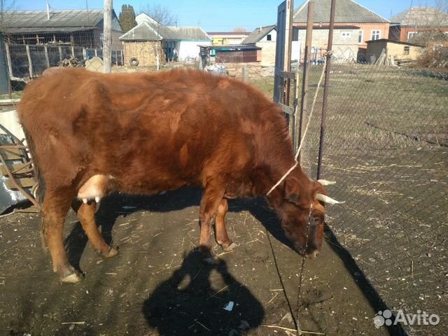 Корова и теленок (бычок) купить на Зозу.ру - фотография № 1
