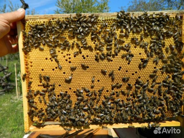 Качественные Пчелопакеты Карника купить на Зозу.ру - фотография № 3
