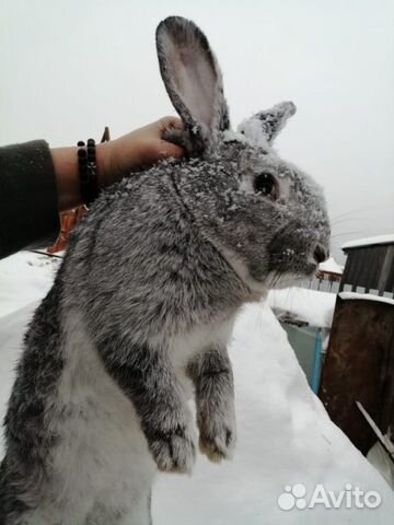 Кролики самки самцы крольчата купить на Зозу.ру - фотография № 6