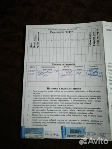 Кобель на вязку с документами купить на Зозу.ру - фотография № 2