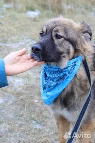 Красивая собака Шерри ищет дом и хозяина купить на Зозу.ру - фотография № 3
