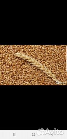 Зерносмесь, пшеница, ячмень, в наличии купить на Зозу.ру - фотография № 2