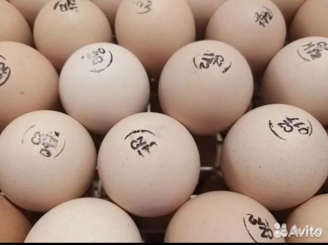 Инкубационное яйцо индейки, Бройлер Кобб 500 купить на Зозу.ру - фотография № 1
