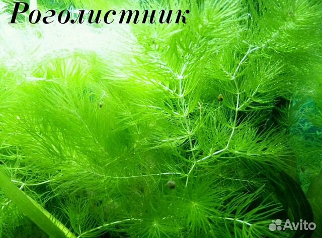 Растения из своего аквариума купить на Зозу.ру - фотография № 1