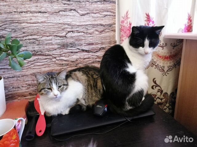 Молодая кошечка и котик купить на Зозу.ру - фотография № 1