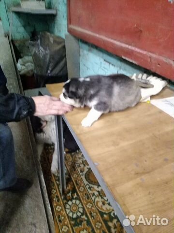 Щенки в дар