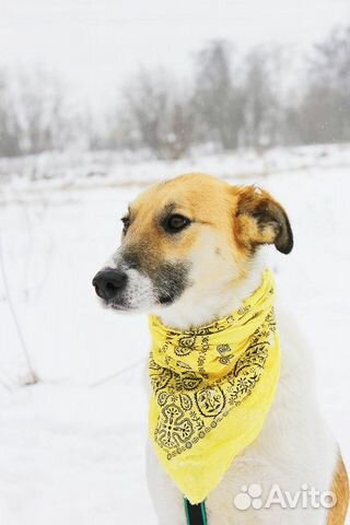 Собака Розочка в добрые руки бесплатно купить на Зозу.ру - фотография № 5