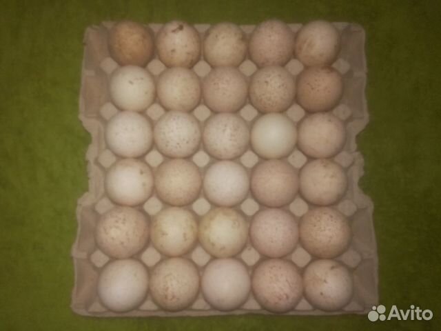 Инкубацонное яйцо индейки купить на Зозу.ру - фотография № 1