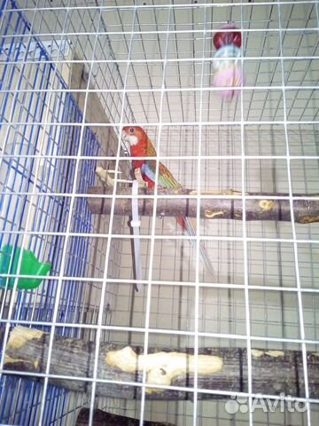 Попугаи пара розеллы купить на Зозу.ру - фотография № 3