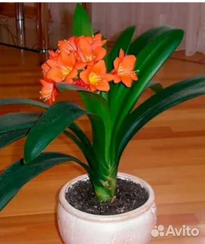 Кливия
