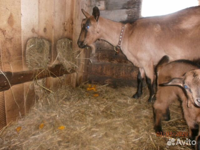 Козлик от чешской козы и нубийского козла купить на Зозу.ру - фотография № 2