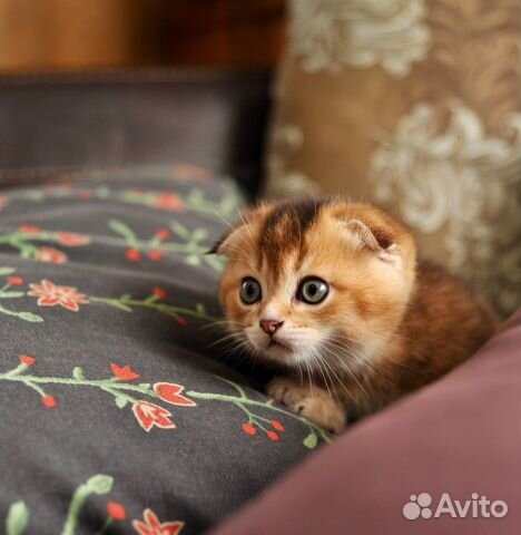 Вислоухий шотландский котёнок (scottish fold) купить на Зозу.ру - фотография № 2