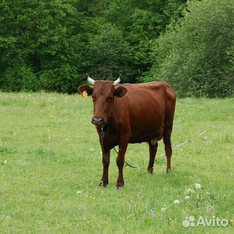 Продается Красногорбатовская корова купить на Зозу.ру - фотография № 1