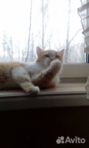 Кот