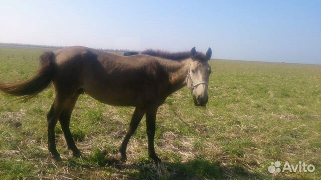 Конь 3 года купить на Зозу.ру - фотография № 3
