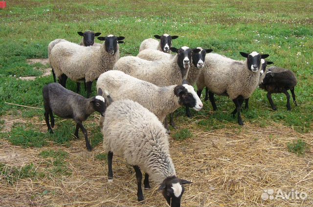 Овцы романовской породы и породы прекос купить на Зозу.ру - фотография № 1