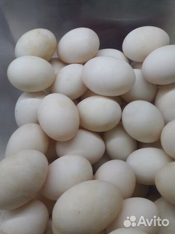 Яйца утиные,инкубационные купить на Зозу.ру - фотография № 1