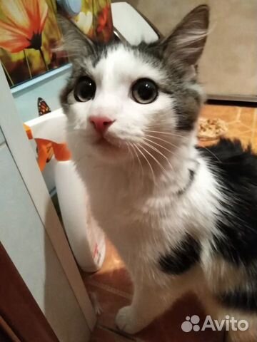 Ищет дом котик купить на Зозу.ру - фотография № 1
