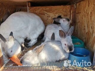 Кролики на племя купить на Зозу.ру - фотография № 3