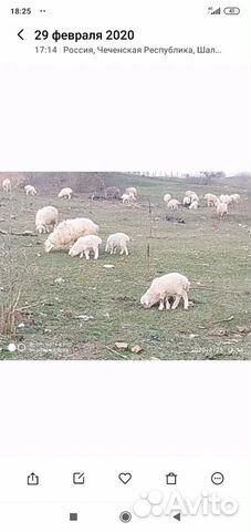 Продается овцы купить на Зозу.ру - фотография № 8