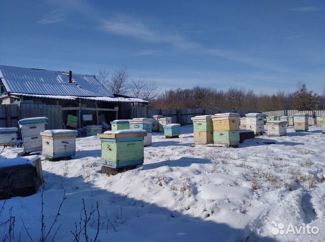 Пчелы купить на Зозу.ру - фотография № 8