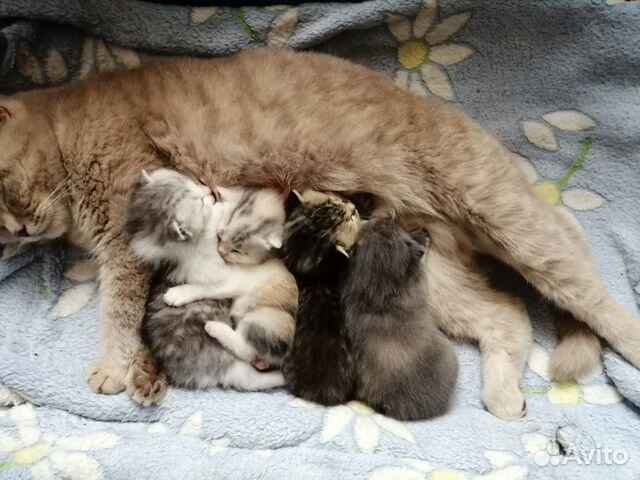 авито прохладный животные