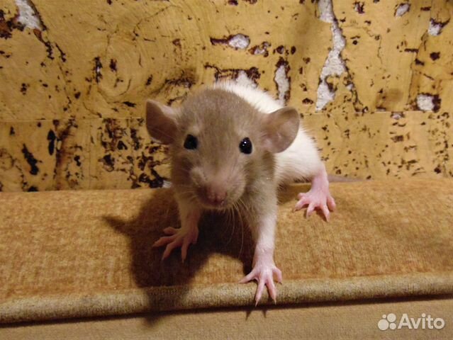 Крысы, крысята - дамбо, клетки + гамак в подарок