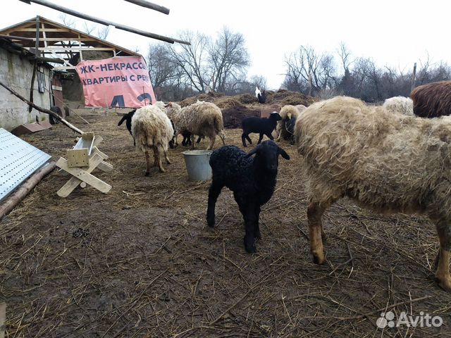 Овцы Ярки на завод на мясо купить на Зозу.ру - фотография № 7