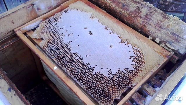 Пчелы и пчелопакеты купить на Зозу.ру - фотография № 1