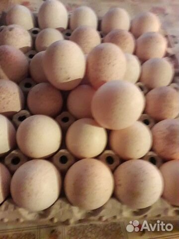 Инкубационное яйцо индейки бьют 8 купить на Зозу.ру - фотография № 1