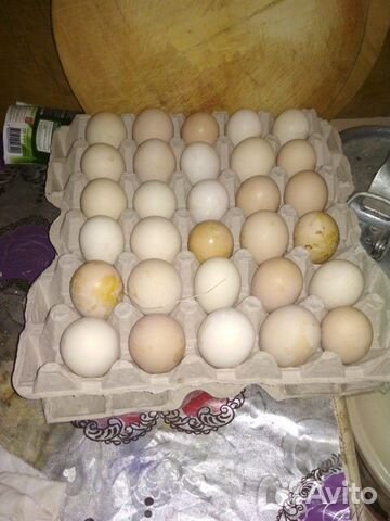Бродажа яйиц на инкубатор купить на Зозу.ру - фотография № 1