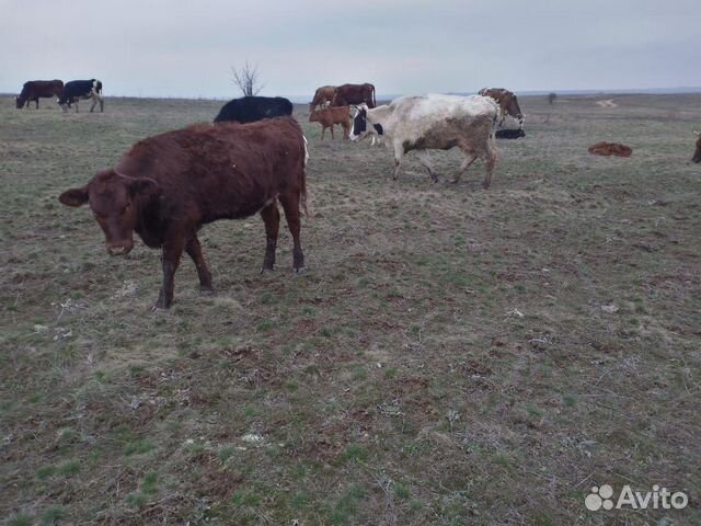 Продаются коровы, телята, звонить по номеру 8-928 купить на Зозу.ру - фотография № 7