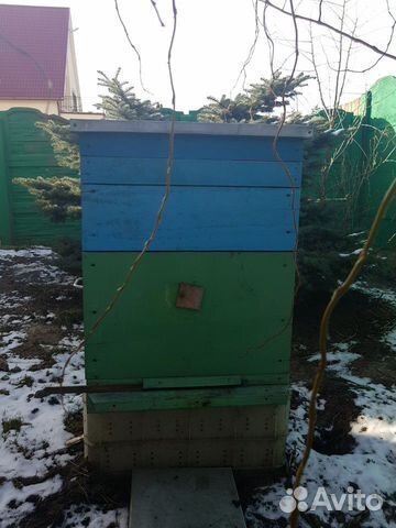 Пчёлы Карпатские купить на Зозу.ру - фотография № 1