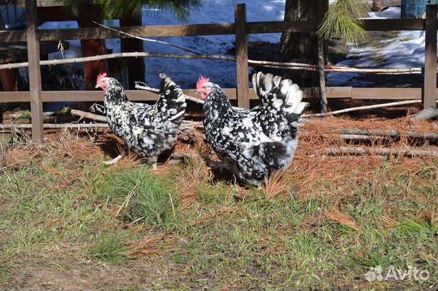 Цыплята, порода ливенская, мясояичная купить на Зозу.ру - фотография № 4