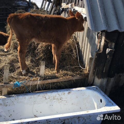 Бычки и корова с теленком купить на Зозу.ру - фотография № 6