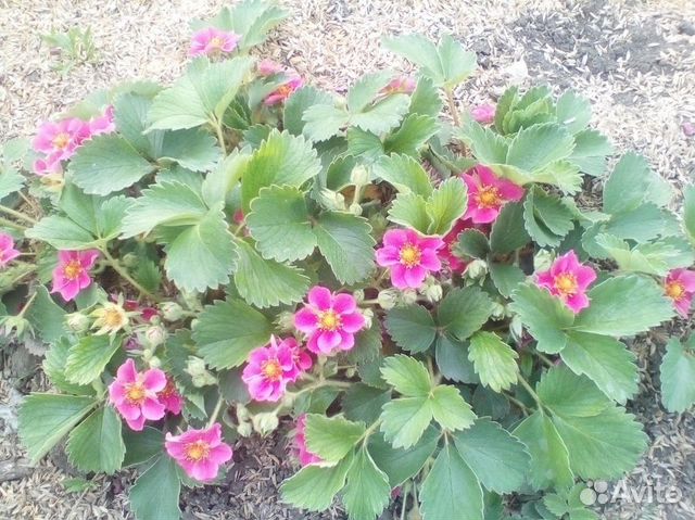 Ремонтантная Клубника Розовая панда (Pink Panda)